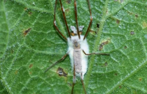 Tetragnatha sp.